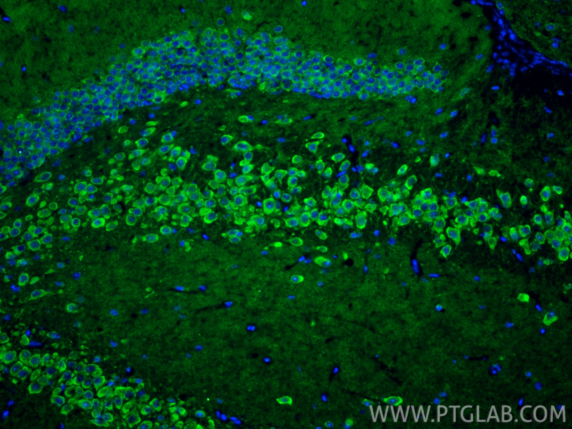 Immunofluorescence (IF) / fluorescent staining of mouse brain tissue using GABRA5 Polyclonal antibody (27929-1-AP)