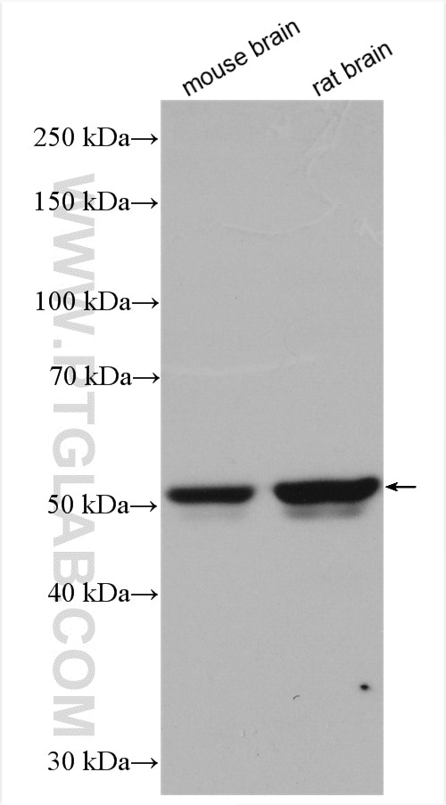 Western Blot (WB) analysis of various lysates using GABRA5 Polyclonal antibody (27929-1-AP)