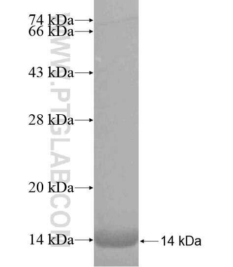 GABRA5 fusion protein Ag19442 SDS-PAGE