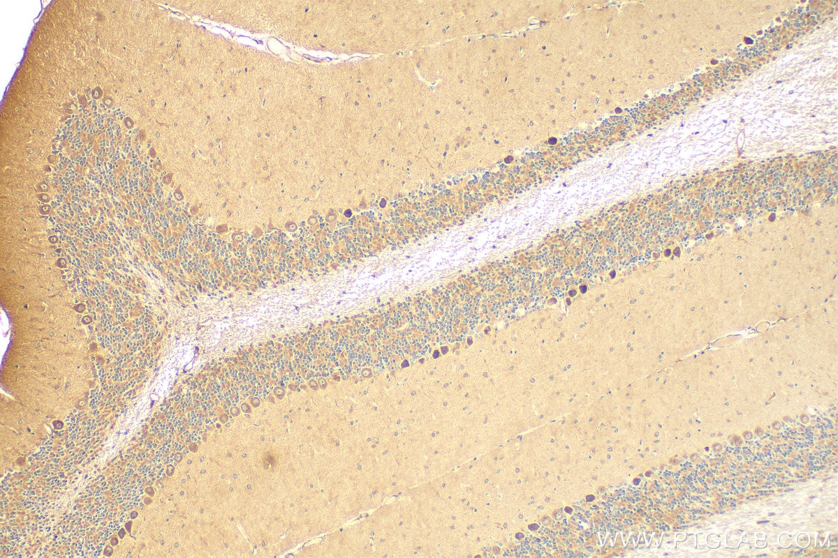 Immunohistochemistry (IHC) staining of mouse cerebellum tissue using GABRA6 Polyclonal antibody (21766-1-AP)