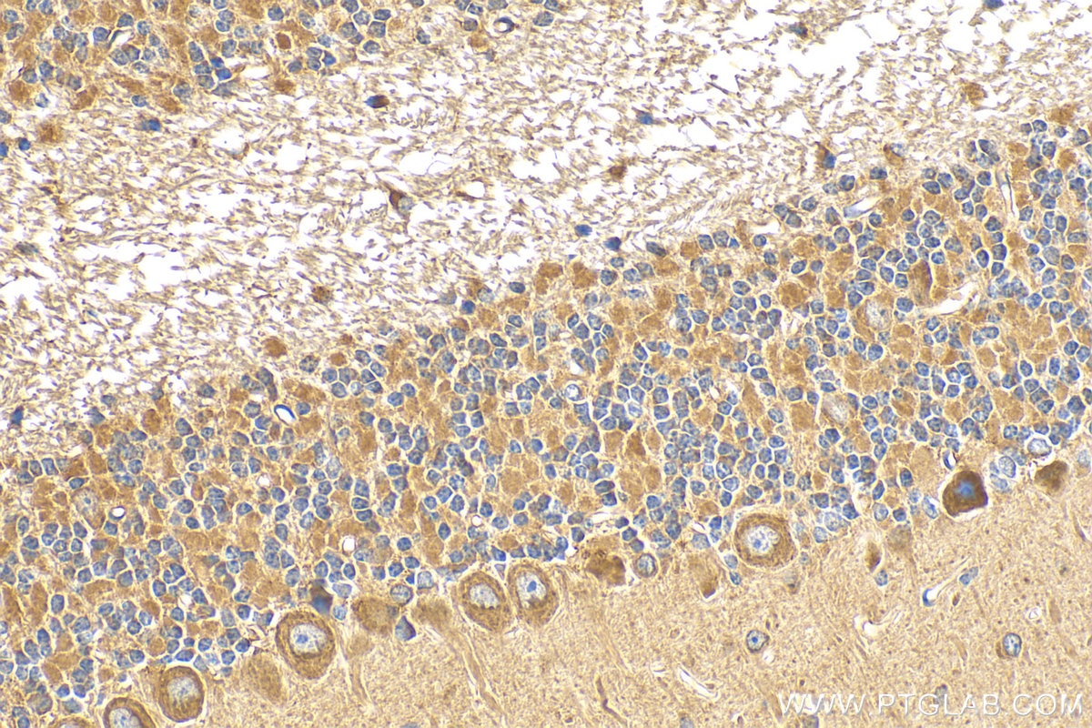 Immunohistochemistry (IHC) staining of mouse cerebellum tissue using GABRA6 Polyclonal antibody (21766-1-AP)