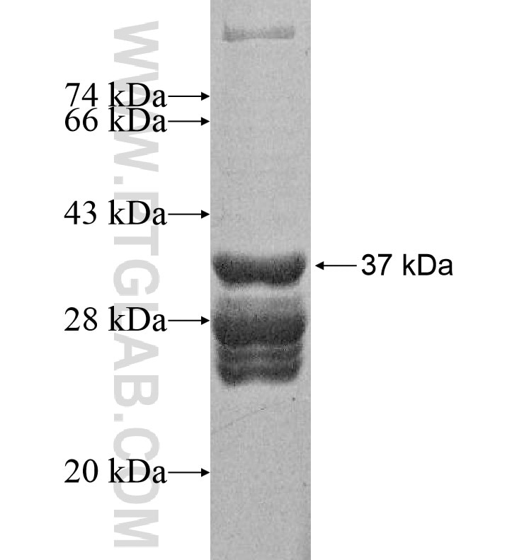 GABRA6 fusion protein Ag16375 SDS-PAGE