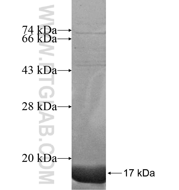 GABRA6 fusion protein Ag16769 SDS-PAGE