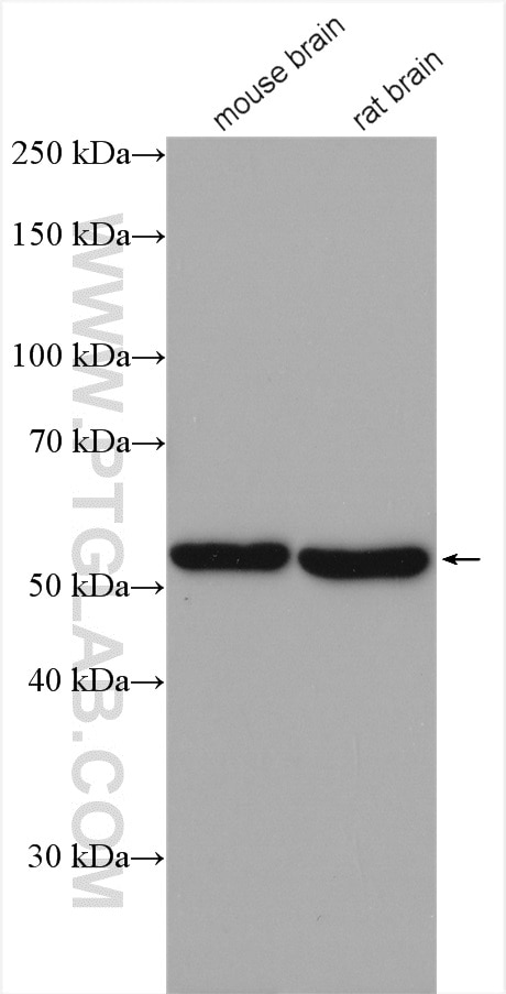 Western Blot (WB) analysis of various lysates using GABRB1 Polyclonal antibody (28425-1-AP)