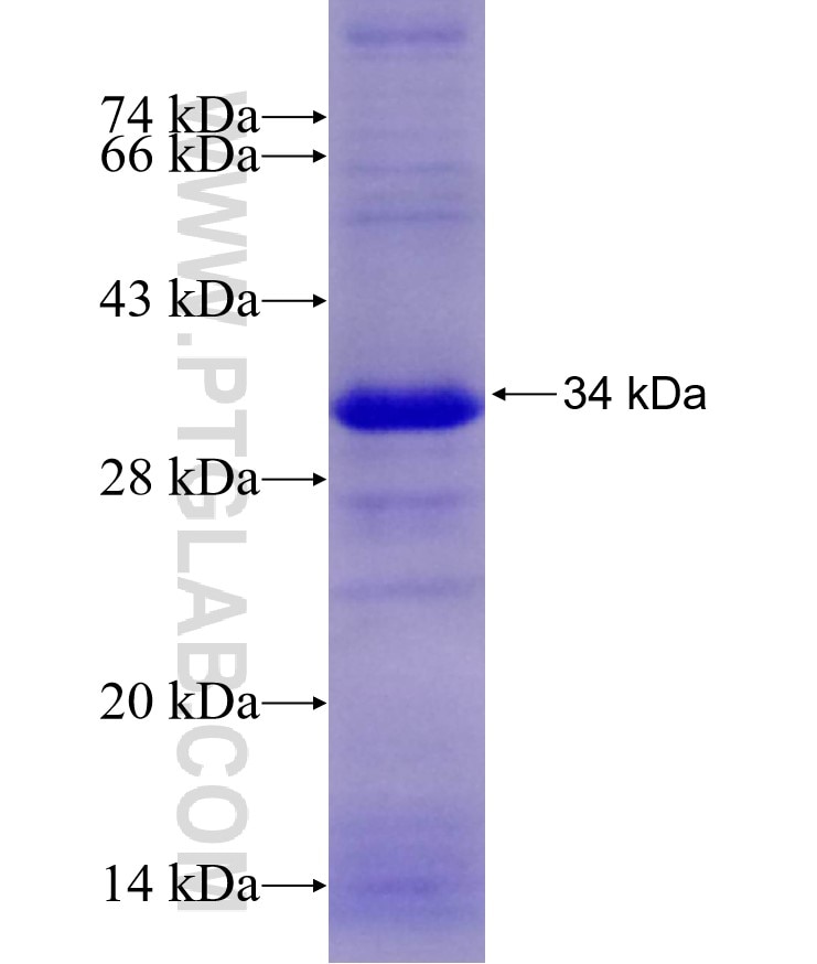 GABRB1 fusion protein Ag29243 SDS-PAGE