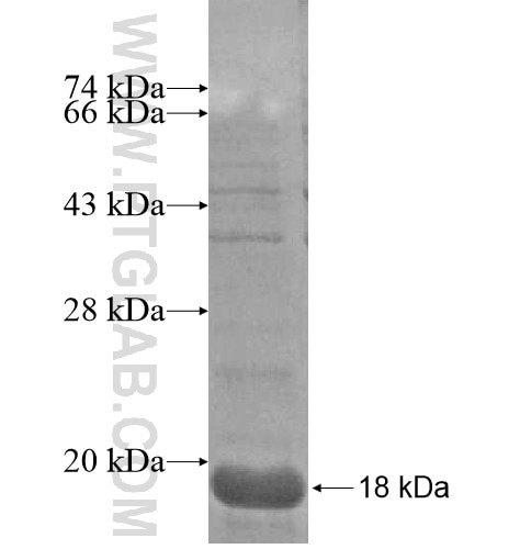 GABRB1 fusion protein Ag14277 SDS-PAGE