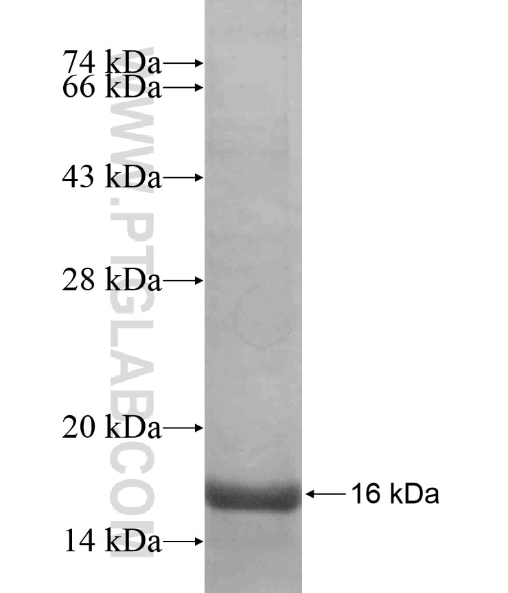 GABRB2 fusion protein Ag17477 SDS-PAGE