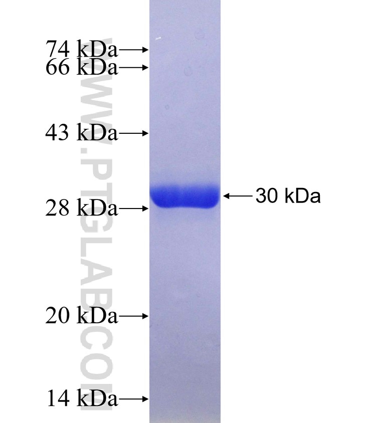 GABRB3 fusion protein Ag24748 SDS-PAGE