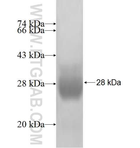 GABRB3 fusion protein Ag3009 SDS-PAGE