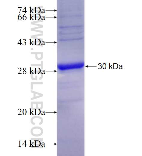 GABRD fusion protein Ag8064 SDS-PAGE