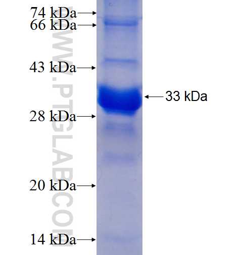 GABRE fusion protein Ag5243 SDS-PAGE