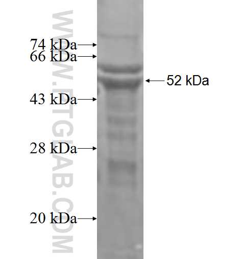 GABRG1 fusion protein Ag3535 SDS-PAGE