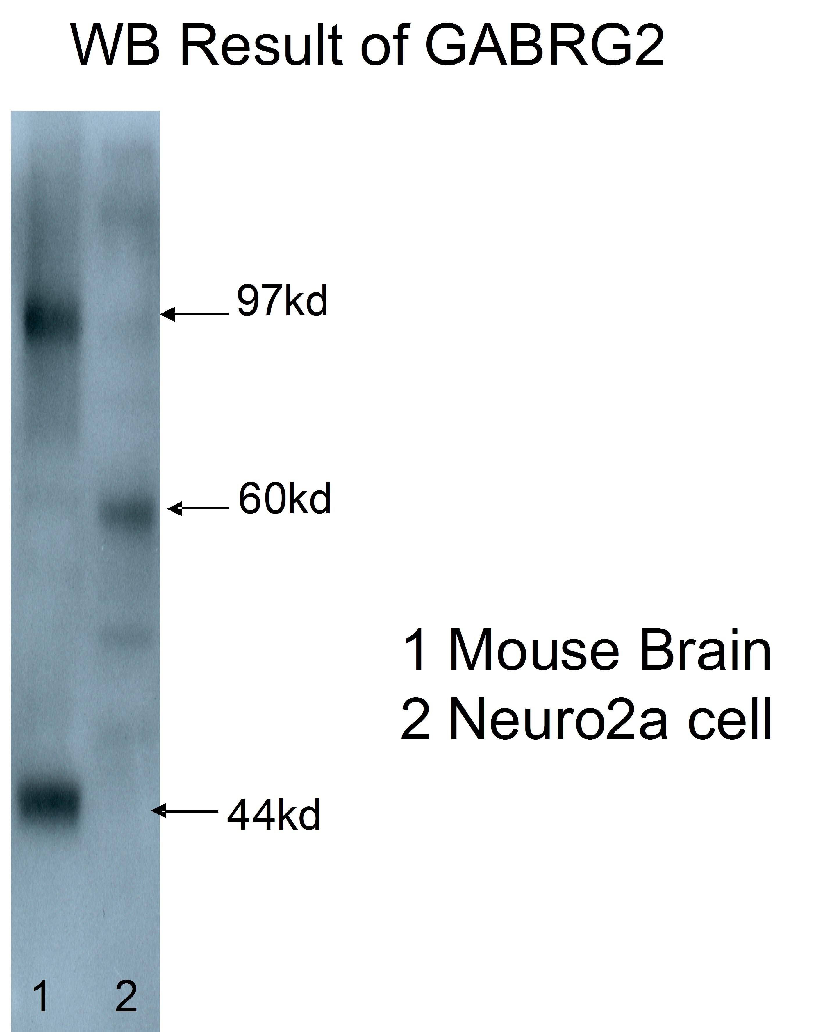 WB analysis of mouse brain/Neuro2a cells using 14104-1-AP