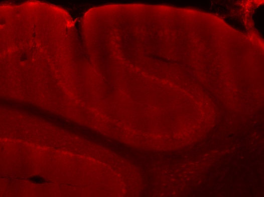 IF Staining of mouse cerebellum tissue using 14104-1-AP