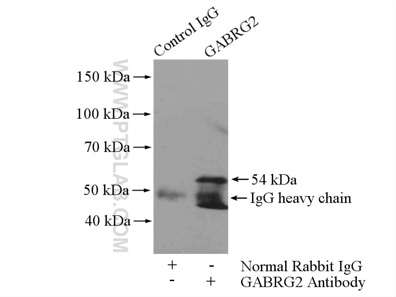 Immunoprecipitation (IP) experiment of mouse brain tissue using GABRG2 Polyclonal antibody (14104-1-AP)