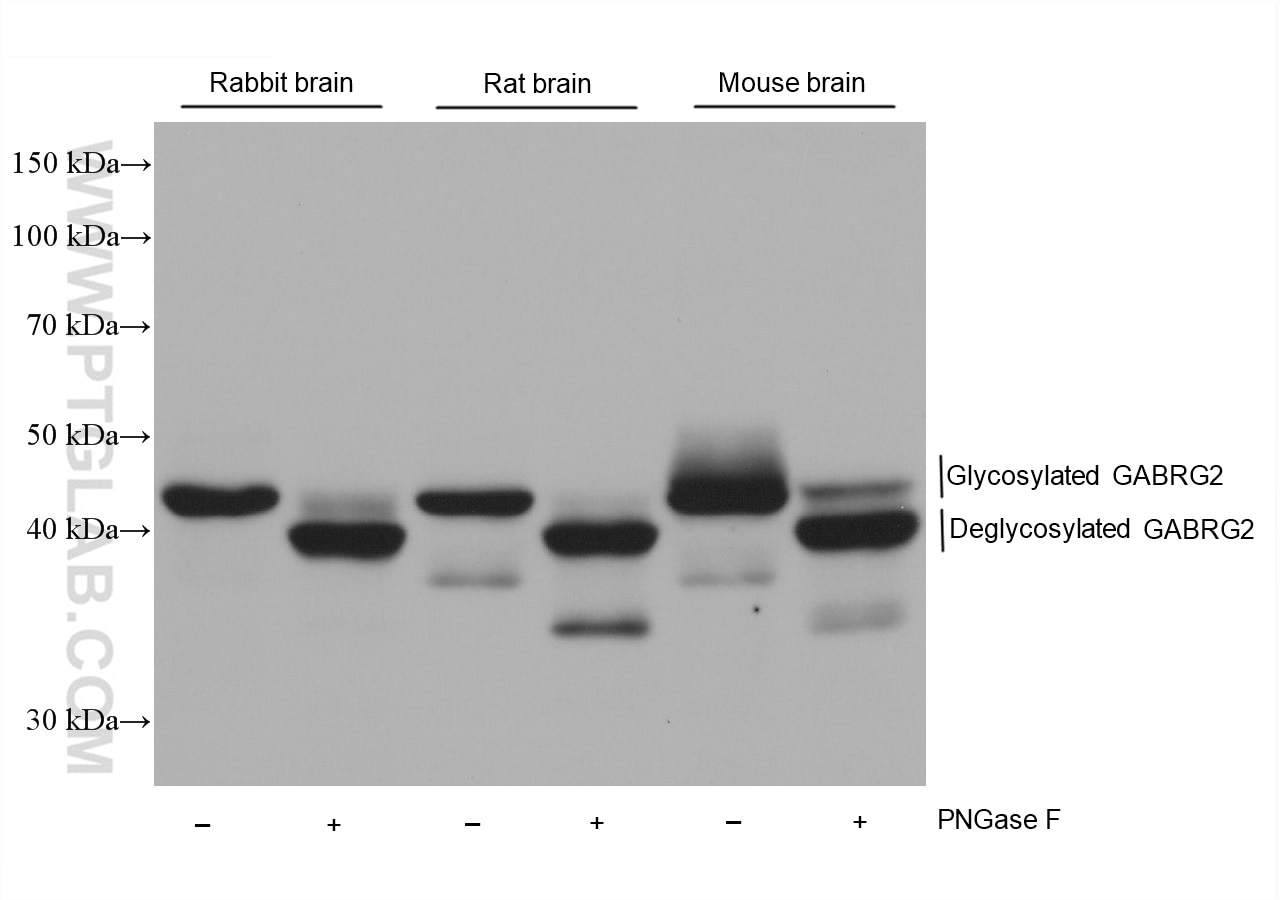 Western Blot (WB) analysis of various lysates using GABRG2 Monoclonal antibody (68595-1-Ig)