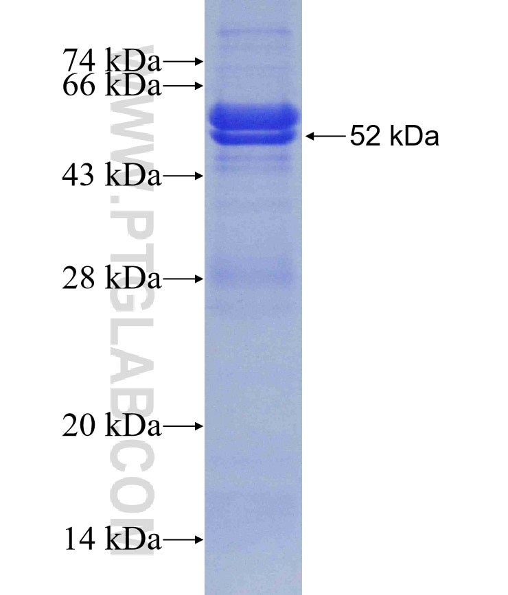 GABRG2 fusion protein Ag5237 SDS-PAGE