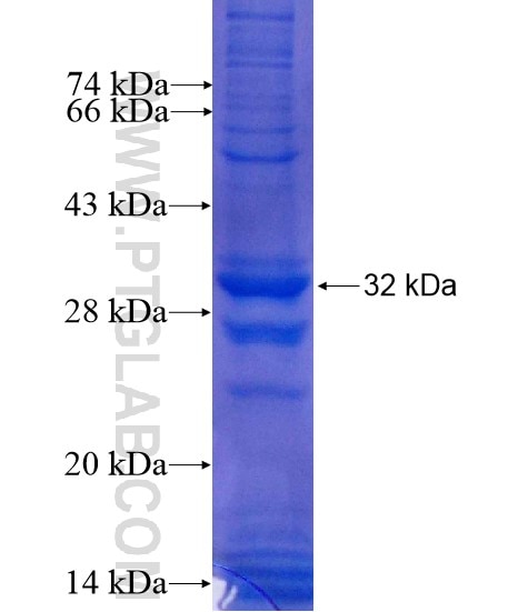 GABRG2 fusion protein Ag5489 SDS-PAGE