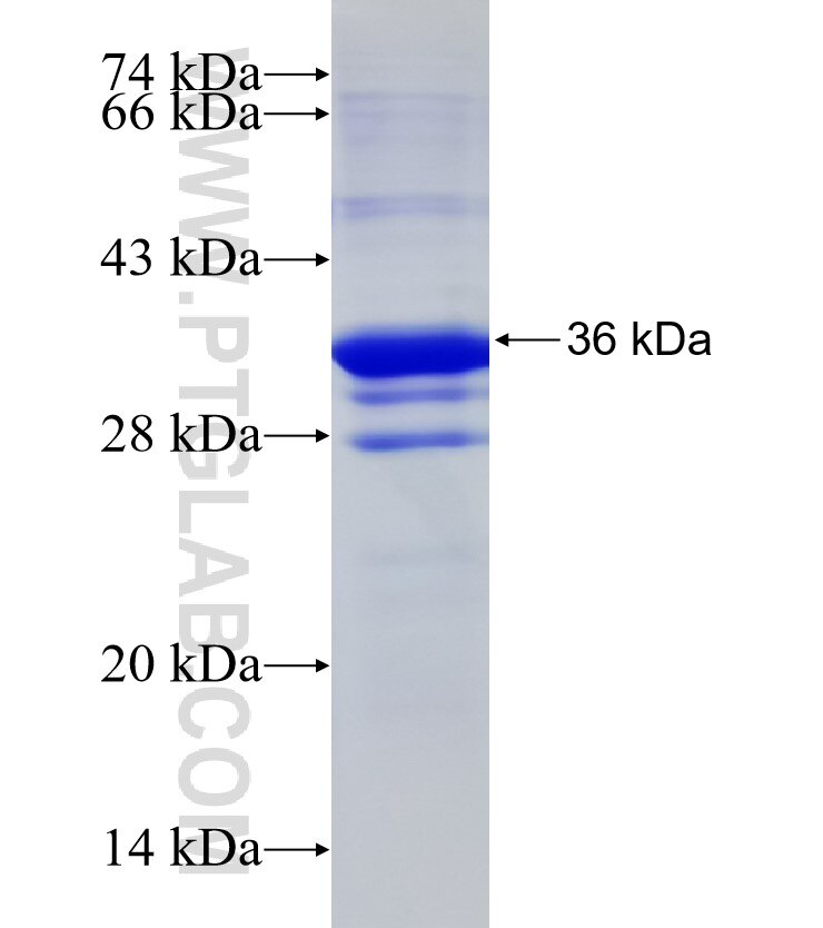 GABRP fusion protein Ag32653 SDS-PAGE