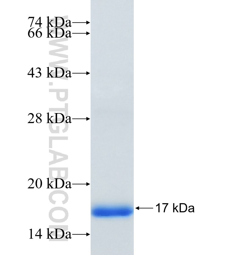 GABRP fusion protein Ag32678 SDS-PAGE GABRP fusion protein Ag32678 SDS-PAGE
