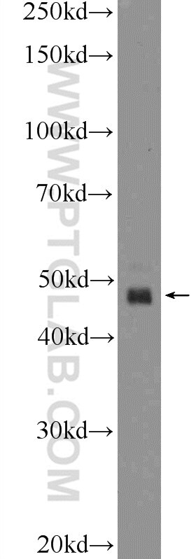 Western Blot (WB) analysis of mouse skeletal muscle tissue using GABRR1 Polyclonal antibody (25899-1-AP)