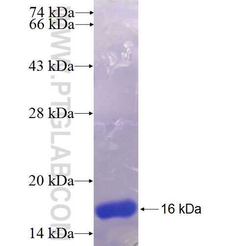 GABRR1 fusion protein Ag23190 SDS-PAGE