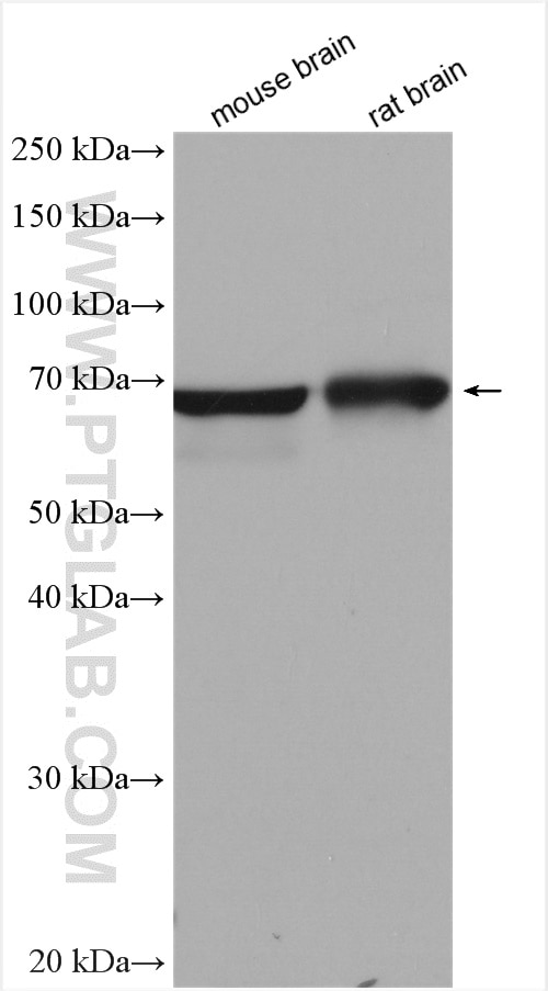 Western Blot (WB) analysis of various lysates using GAD1 Polyclonal antibody (10408-1-AP)