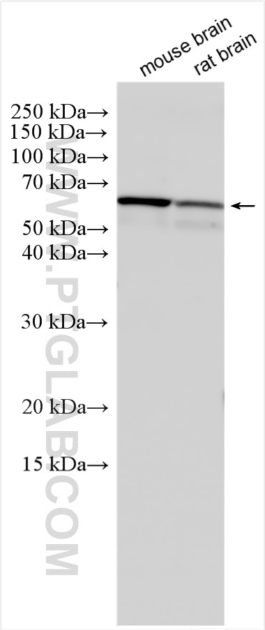 Western Blot (WB) analysis of various lysates using GAD1 Polyclonal antibody (10408-1-AP)