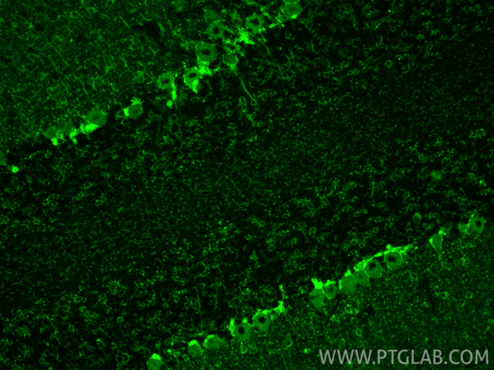 IF Staining of rat cerebellum using 67648-1-Ig (same clone as 67648-1-PBS) Immunofluorescence (IF) / fluorescent staining of rat cerebellum tissue using GAD1 Monoclonal antibody (67648-1-Ig)