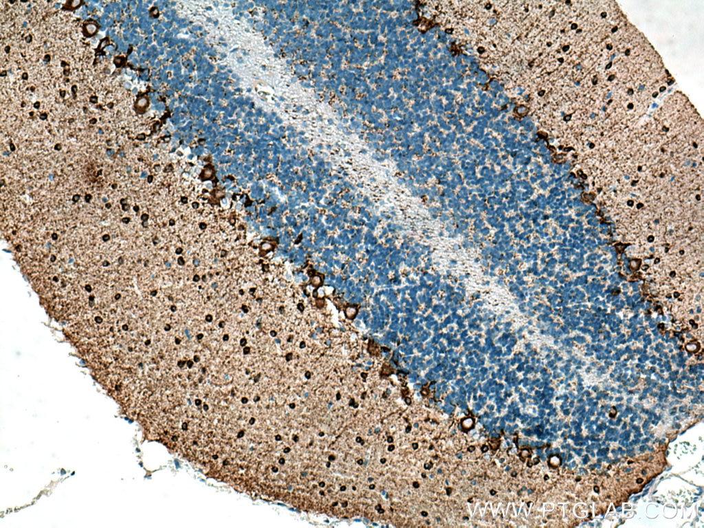 Immunohistochemistry (IHC) staining of rat cerebellum tissue using GAD1 Monoclonal antibody (67648-1-Ig)