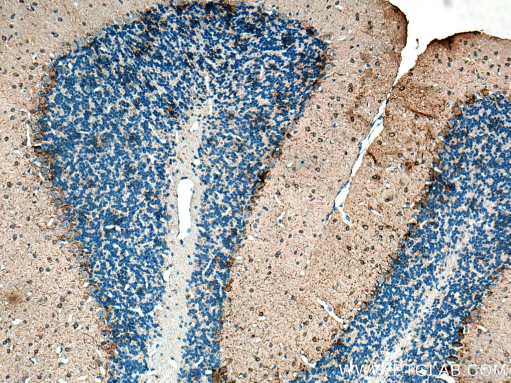 Immunohistochemistry (IHC) staining of mouse cerebellum tissue using GAD1 Monoclonal antibody (67648-1-Ig)