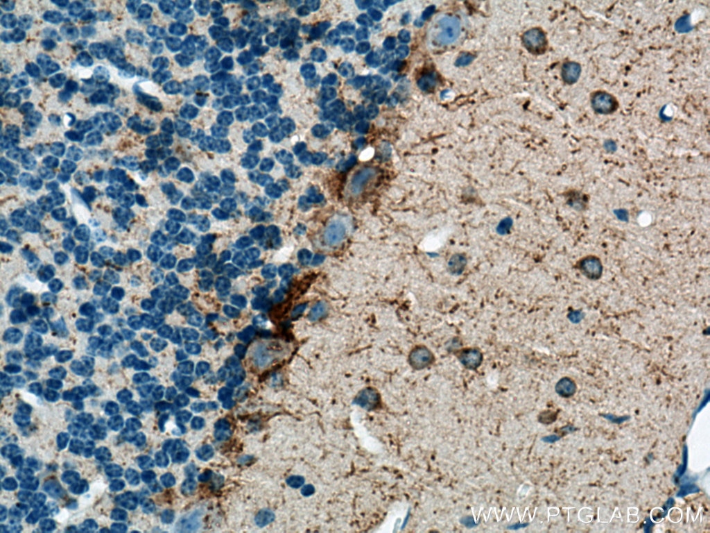 Immunohistochemistry (IHC) staining of mouse cerebellum tissue using GAD1 Monoclonal antibody (67648-1-Ig)
