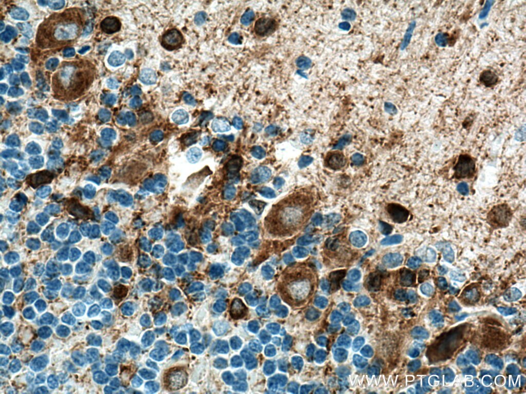 Immunohistochemistry (IHC) staining of rat cerebellum tissue using GAD1 Monoclonal antibody (67648-1-Ig)