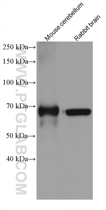 Western Blot (WB) analysis of various lysates using GAD1 Monoclonal antibody (67648-1-Ig)