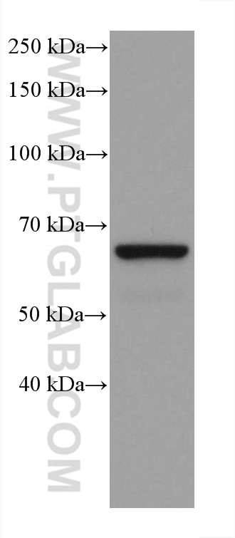 Western Blot (WB) analysis of pig brain tissue using GAD1 Monoclonal antibody (67648-1-Ig)