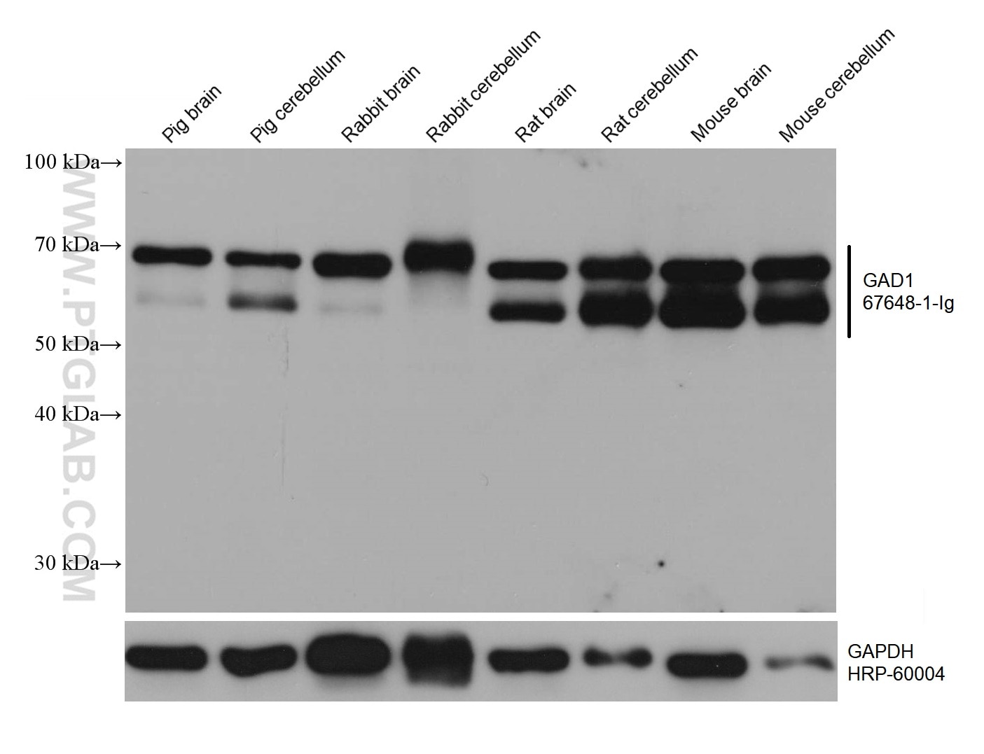 Western Blot (WB) analysis of various lysates using GAD1 Monoclonal antibody (67648-1-Ig)