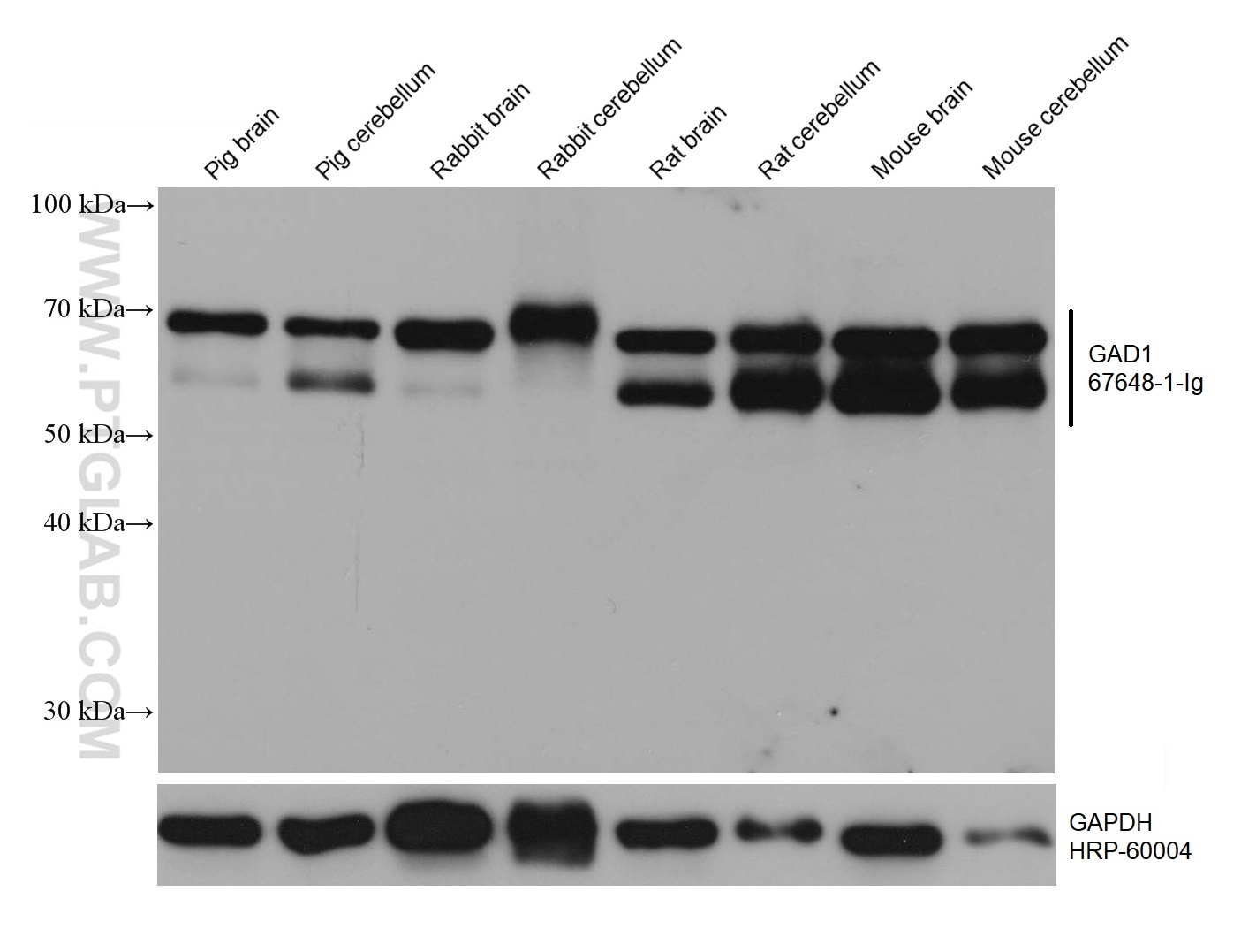WB analysis using 67648-1-Ig