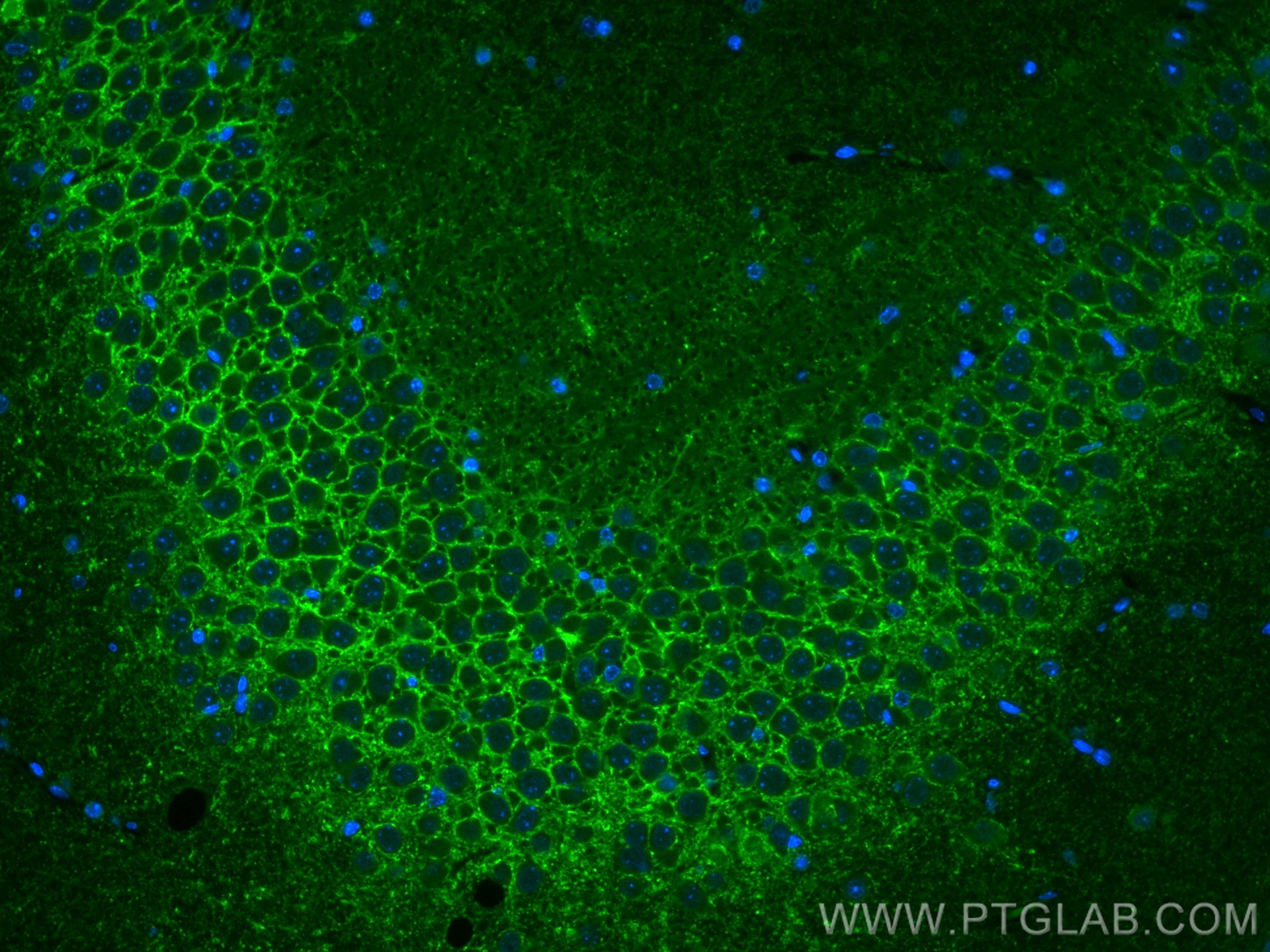 Immunofluorescence (IF) / fluorescent staining of mouse brain tissue using CoraLite® Plus 488-conjugated GAD1 Monoclonal anti (CL488-67648)