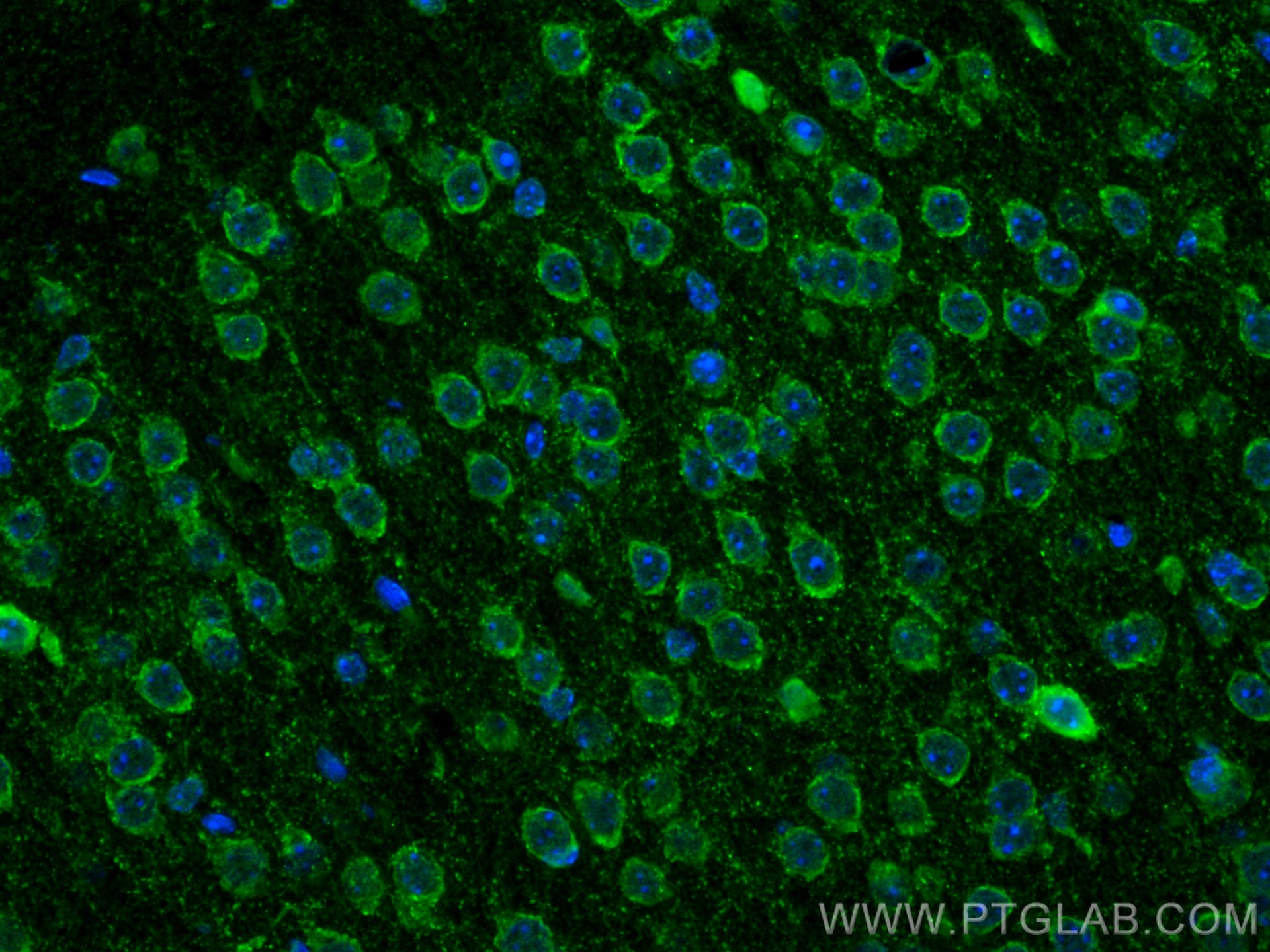 Immunofluorescence (IF) / fluorescent staining of mouse brain tissue using CoraLite® Plus 488-conjugated GAD1 Monoclonal anti (CL488-67648)