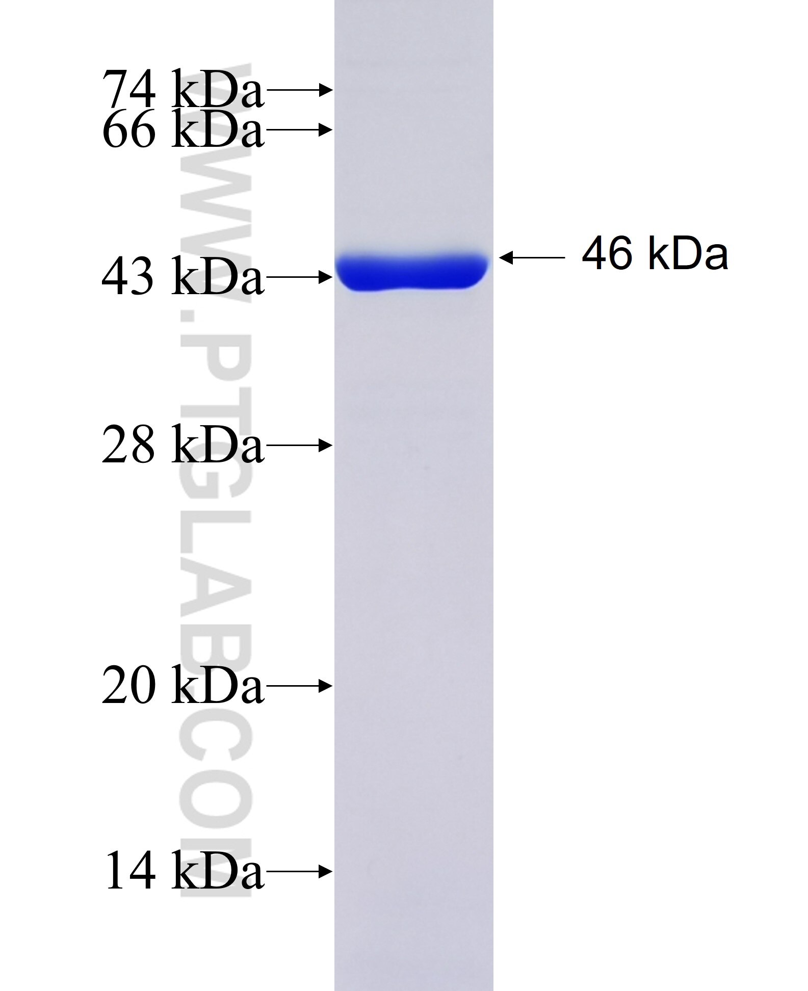 GAD2 fusion protein Ag29472 SDS-PAGE