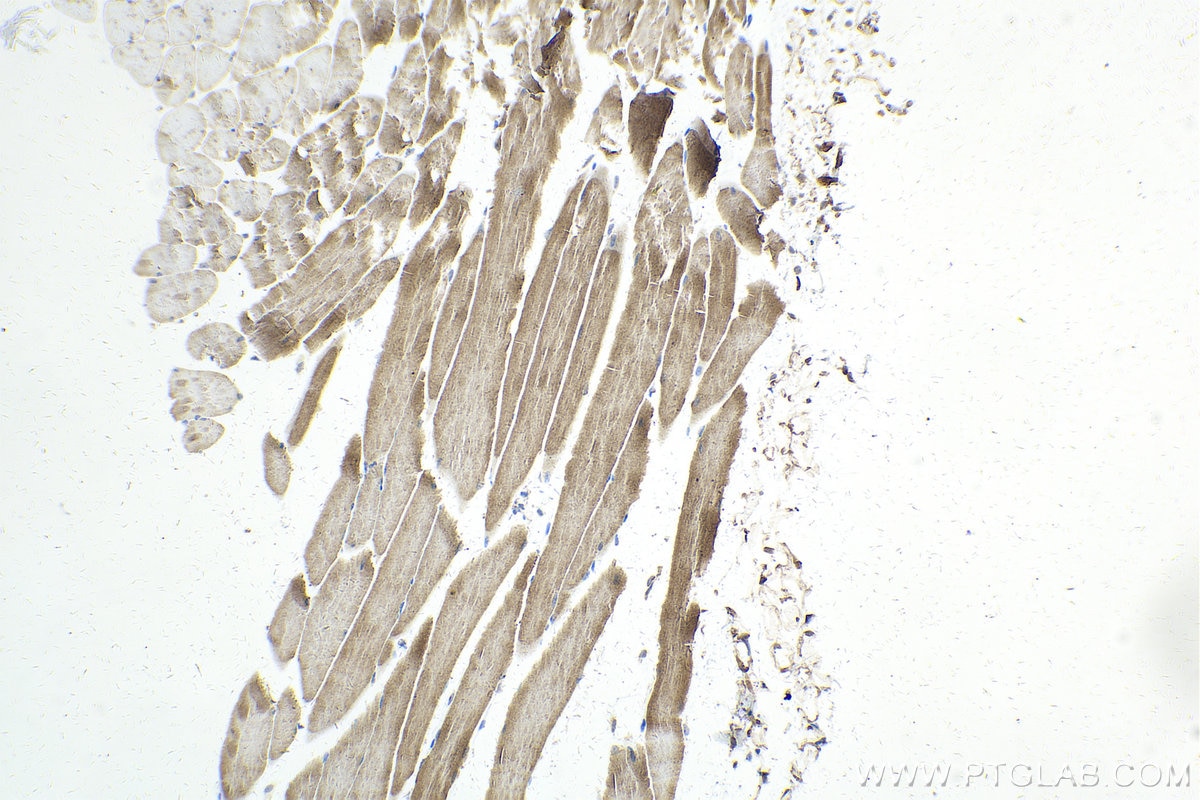 Immunohistochemistry (IHC) staining of mouse skeletal muscle tissue using GADD34 Recombinant monoclonal antibody (81250-1-RR)