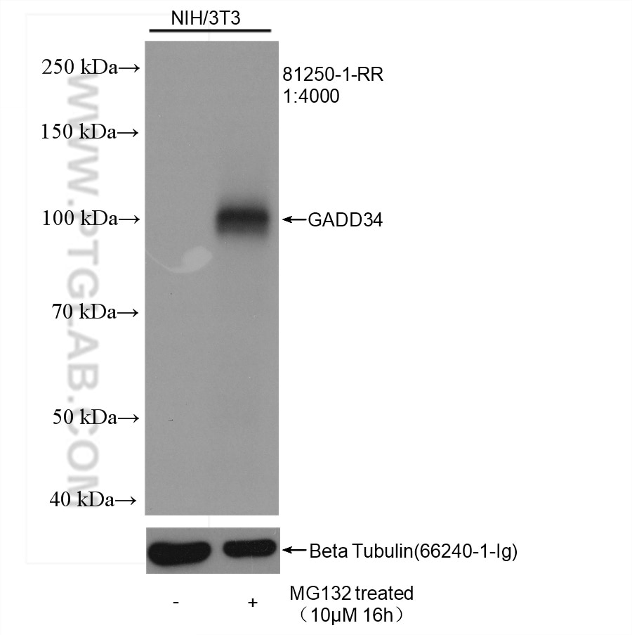 Western Blot (WB) analysis of NIH/3T3 cells using GADD34 Recombinant antibody (81250-1-RR)