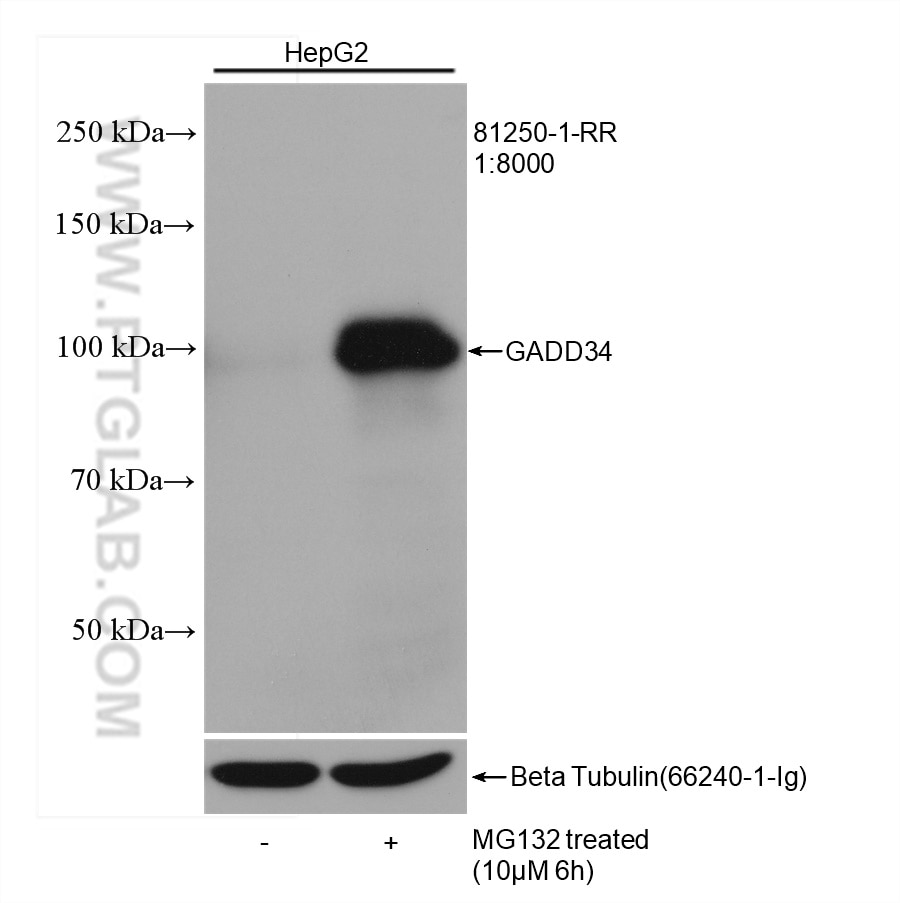 Western Blot (WB) analysis of HepG2 cells using GADD34 Recombinant antibody (81250-1-RR)