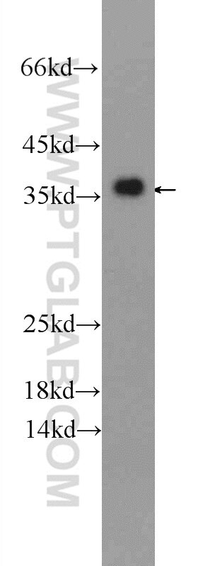 Western Blot (WB) analysis of mouse lung tissue using GADD45A Polyclonal antibody (13747-1-AP)