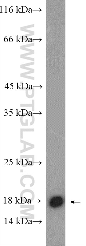 Western Blot (WB) analysis of K-562 cells using GADD45A Polyclonal antibody (13747-1-AP)