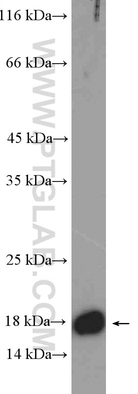 Western Blot (WB) analysis of K-562 cells using GADD45A Polyclonal antibody (13747-1-AP)
