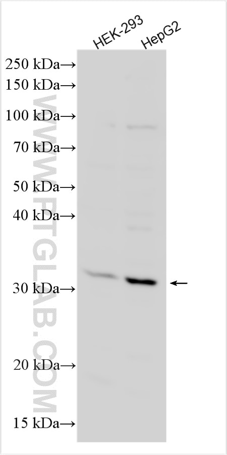 Western Blot (WB) analysis of various lysates using GADD45A Polyclonal antibody (13747-1-AP)