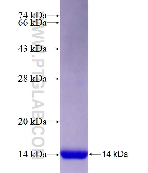 GADD45A fusion protein Ag27891 SDS-PAGE