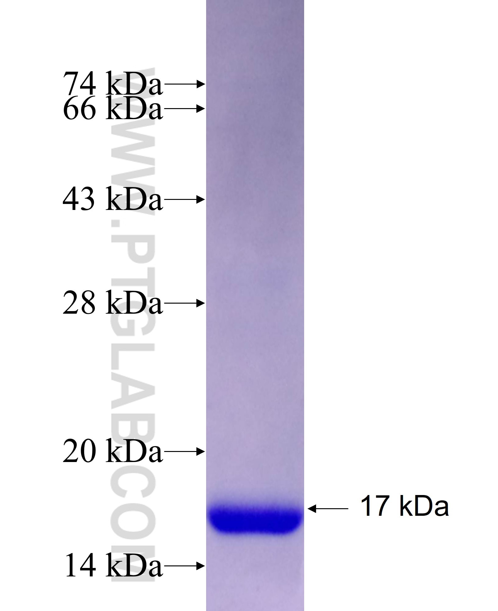 GADD45A fusion protein Ag27891 SDS-PAGE