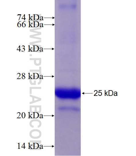 GADD45A fusion protein Ag27996 SDS-PAGE